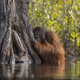 Imagen para el artículo titulado Las fotos ganadoras del concurso anual de National Geographic muestran un planeta tan hermoso que no lo merecemos